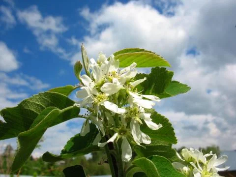 Apple tree Stock Photos