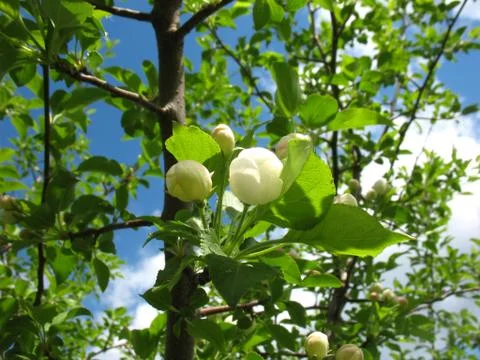 Apple tree Stock Photos