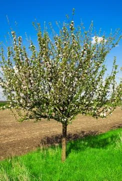 Apple tree Stock Photos