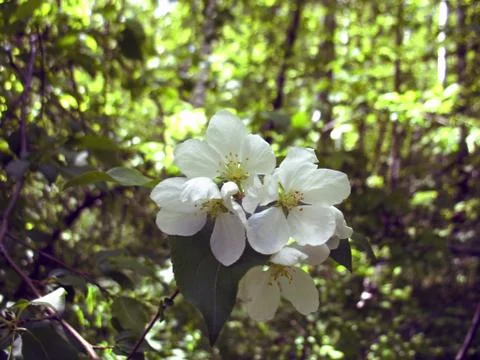 Apple tree Stock Photos