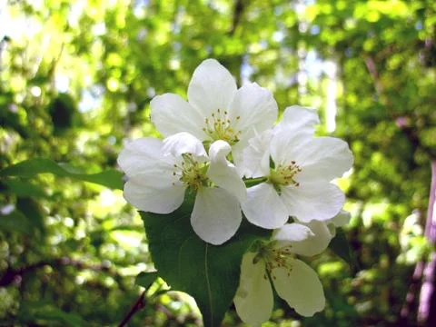 Apple tree Stock Photos