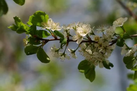 Apple tree 库存照片