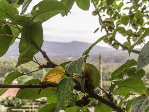 Apple on the tree Stock Photos