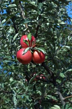 Apple tree Stock Photos