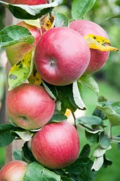 Apple tree Stock Photos