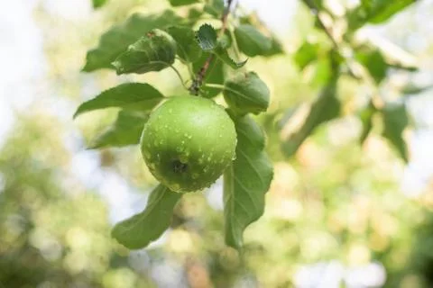 Apple on a tree Foto stock