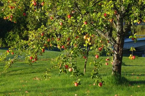 Apple tree Stock Photos