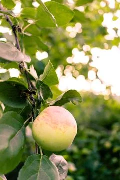 Apple in a tree Фото