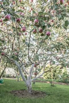 An apple tree Stock Photos