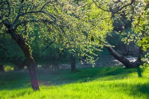 Apple tree Stock Photos
