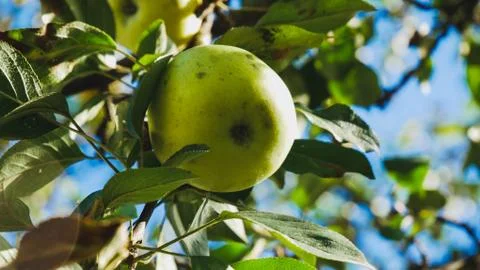 An apple on a tree Foto stock