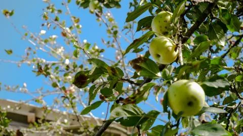 An apple on a tree Stock Photos