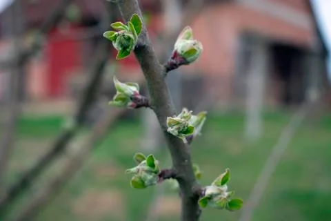 Apple tree Stock Photos