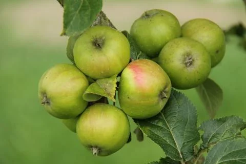 Apple Tree. Foto stock