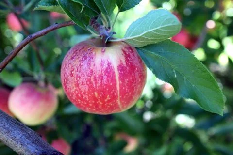 Apple tree Stock Photos