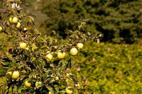 Apple Tree Stock Photos