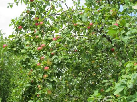 Apple tree Stockfoto's
