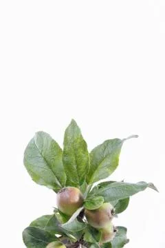 Apple Tree Foto stock