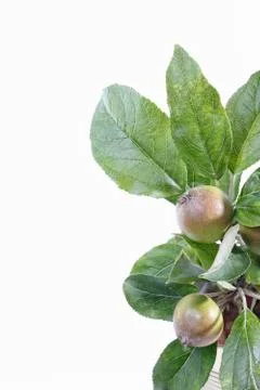 Apple Tree Stock Photos