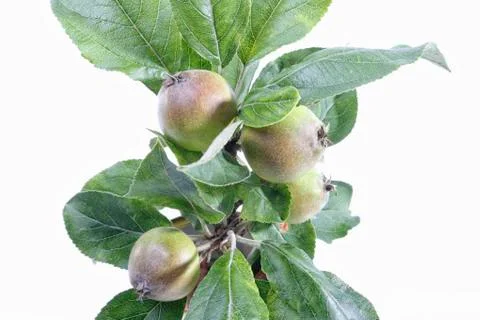 Apple Tree Stock Photos