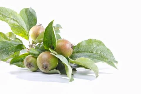 Apple Tree Stock Photos