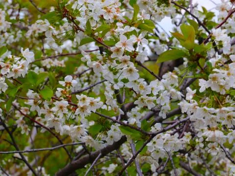 Apple tree Stock Photos