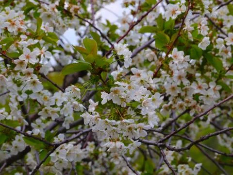Apple tree Stock Photos