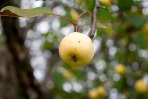 Apple on tree Stock Photos