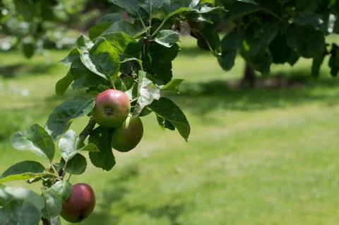 Apple Tree Stock Photos