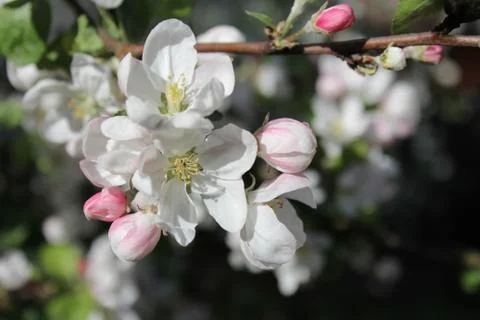 Apple tree Foto stock