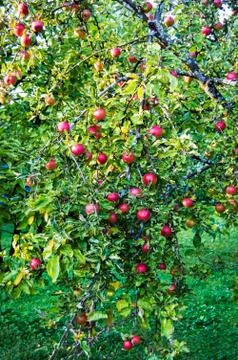 Apple tree Stock Photos