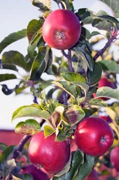 Apple tree Stock Photos