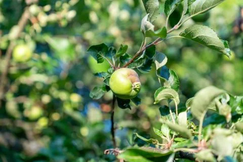 Apple on a tree Stock Photos