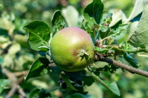 Apple on a tree Stock Photos