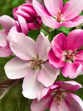 Apple tree Stock Photos