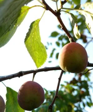 Apple on the tree Foto stock