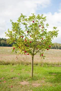 Apple tree Photos
