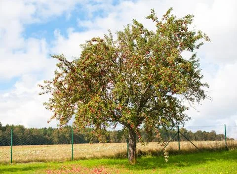 Apple tree Foto stock