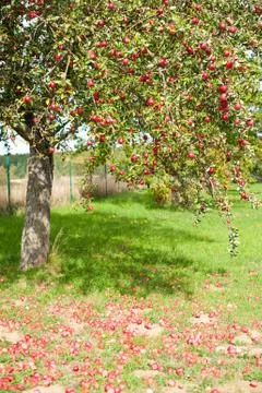 Apple tree Foto stock