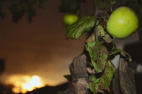 Apple on the tree Stock Photos