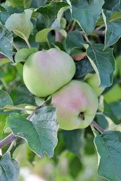 Apple tree Stock Photos