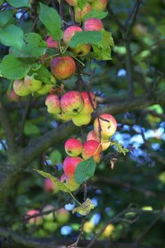 Apple tree Stock Photos