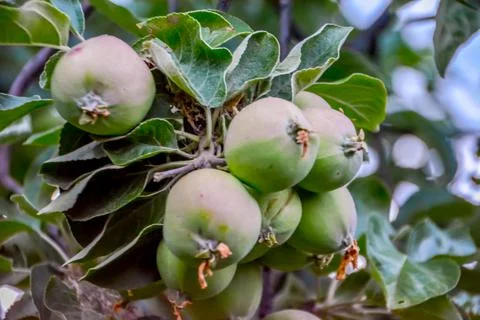 Apple tree Stock Photos