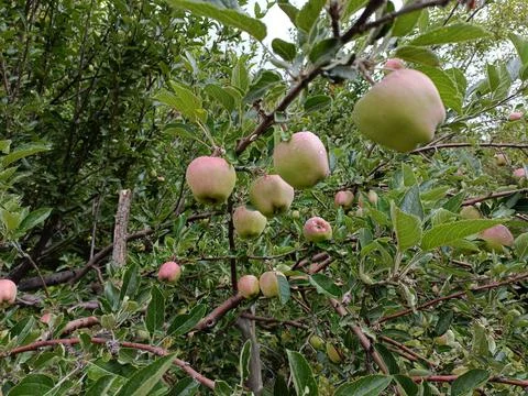 Apple on a tree Stock Photos