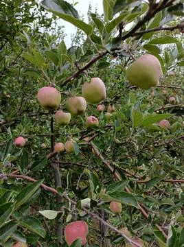 Apple on a tree Stock Photos