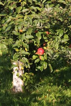Apple tree Stock Photos