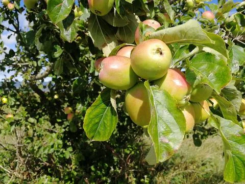 Apple Tree 库存照片