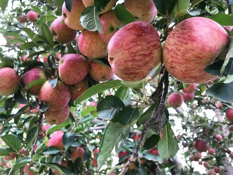 Apple tree Stock Photos