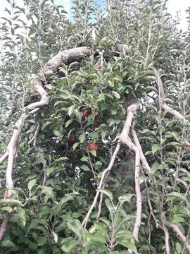 Apple tree Stock Photos