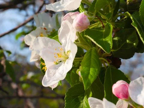 The apple tree Stock Photos